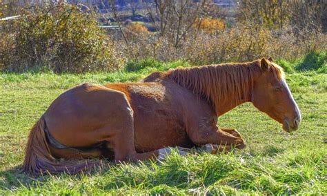 Cavalo Dorme De Pé - Por que os cavalos dormem em pé? – Zona Curiosa