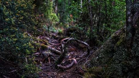Cape Raoul Walk The Beautiful Landscapes Of Tasmania