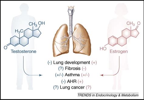 It S All About Sex Male Female Differences In Lung Development And Disease PMC