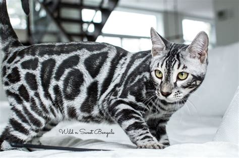 Discover Our Breeding Bengal Cats 🐱 Wild And Sweet Bengals Bengal