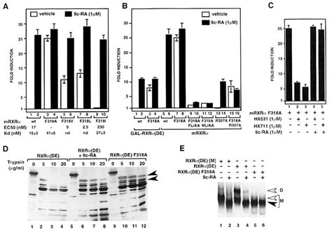 A Mutation Mimicking Ligandinduced Conformational Change Yields A