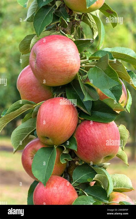 Apple Malus Domestica Berbat Malus Domestica Berbat Cultivar