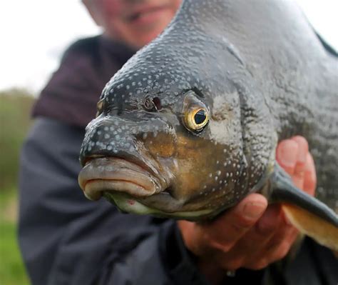 Angler Fish Mating | Male | Facts | Ark | InterestingFacts.org