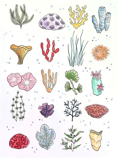 Coral Drawings