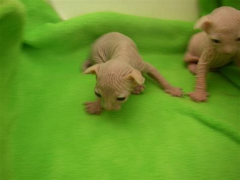 Naked Kittens 20 Pics