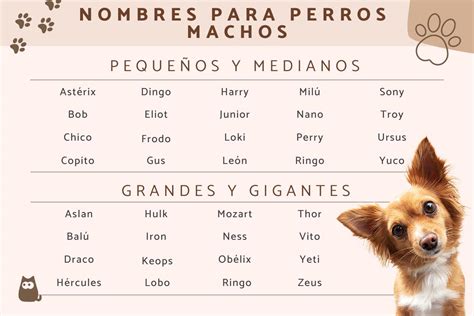 nombres  perros macho