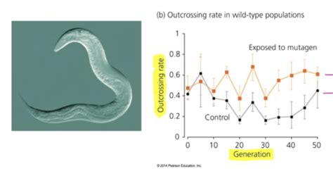 The Evolution Of Sex Flashcards Quizlet