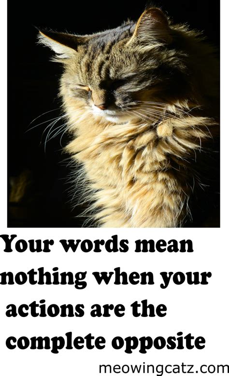 contemplative cat memes massive cat photo dump  caturday caturday