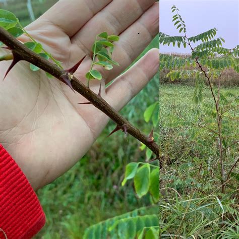 Black Locust Tree Identification