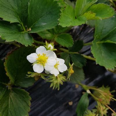 Sequoia Strawberry Plant (Sold in bundles of 25) - Bob Wells Nursery