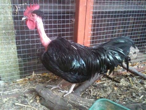 Naked Neck For Sale Chickens Breed Information Omlet