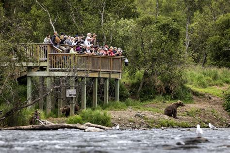 Brown Bears Fishing at Alaska’s Brooks Falls - The Atlantic