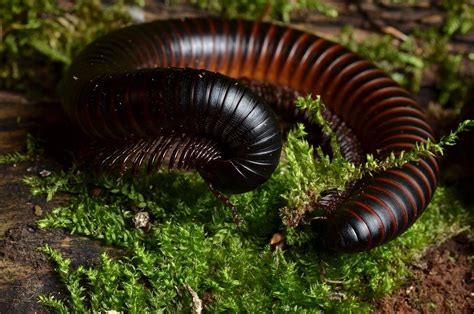 Гигантский кивсяк: masterok — LiveJournal