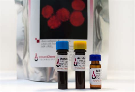 Magic Redtm Cathepsin B Assay Kit Immunochemistry Technologies