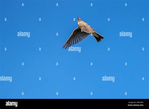 Crested Lark In Flight Stock Photo Alamy