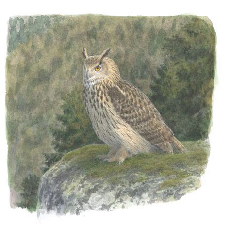 Eurasian Eagle-owl - The Sound Approach