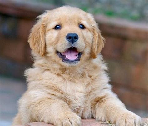 Golden Retriever Yavru Goldenretriever Beautifulpuppies Retriever