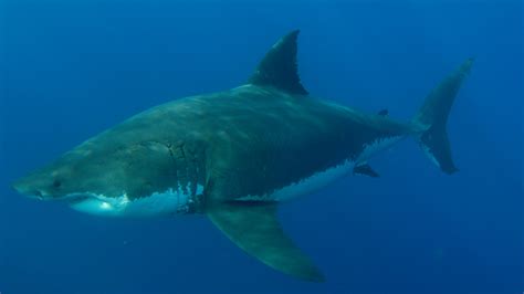Why female great white sharks avoid males for months on end – Channel 4