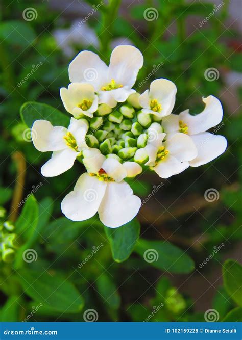 candytuft flower