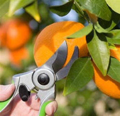 17 de junio Curso de poda de cítricos naranjos y limoneros Amics