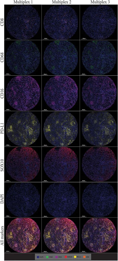 Frontiers Validation Of An Accurate Automated Multiplex