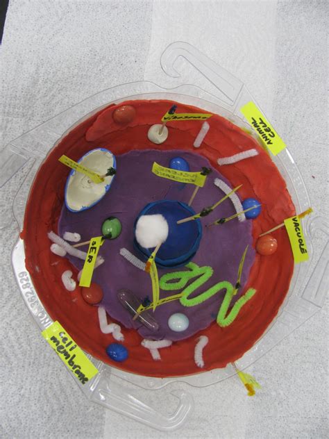 Ms. Corson's Science Class: Cell Model Project