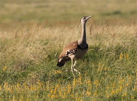 Central Australia Bird Photos Australian Bustard Also Known As Bush