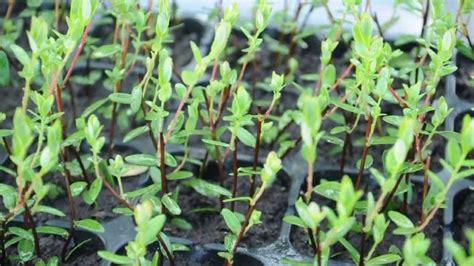 Саженцы клюквы | Plants, Garden