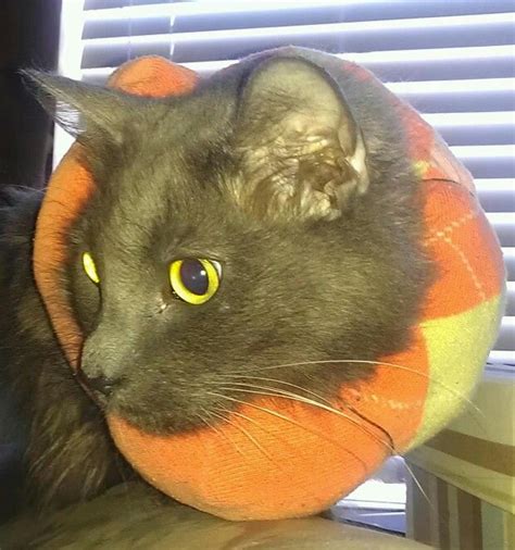 How Long Does Cat Need To Wear Cone After Spay