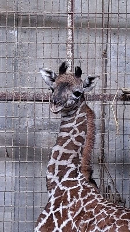 赤ちゃんキリン愛称募集 宮崎・フェニックス自然動物園 ／宮崎 毎日新聞