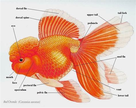 179 Best Images About Goldfish And Koi On Pinterest
