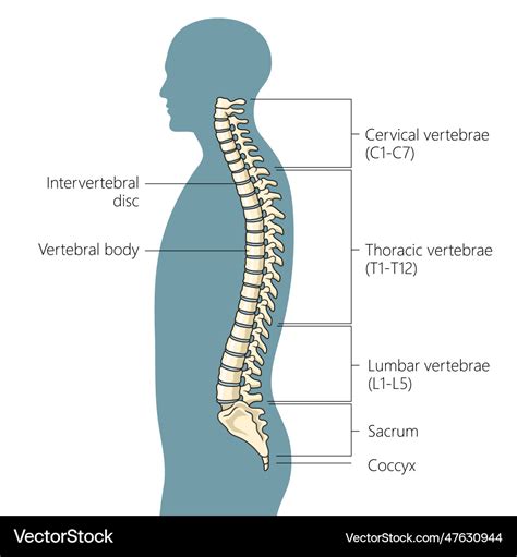 Human Spine Structure Diagram Medical Science Vector Image