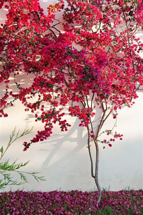 Bougainvillea Flowering Stock Image Image Of Color 191530367