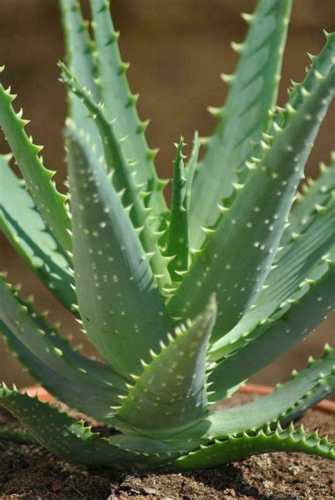 Kunert Keramik | Aloe arborescens,große kräftige Heilaloe,12er Topf,bis ...