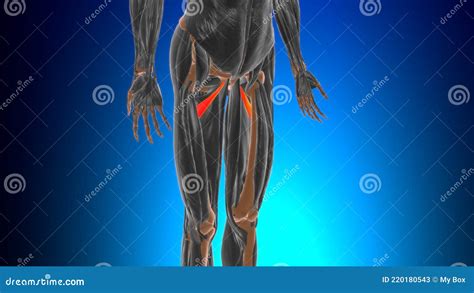 Adductor Minimus Anatomie Musculaire Pour Le Concept M Dical D