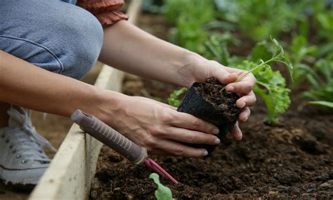 Cómo elegir tierra para cultivar un huerto