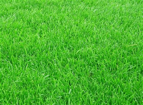 Партерный газон: посадка и уход - Огород-365