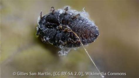 Research Efforts to Curb Balsam Woolly Adelgid | USU