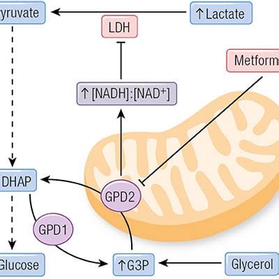 Mechanism Of Action Of Metformin