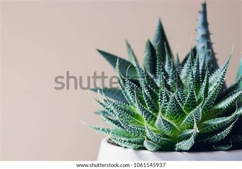 Succulent Haworthia Fasciata Aloe Vera Pot Stock Photo