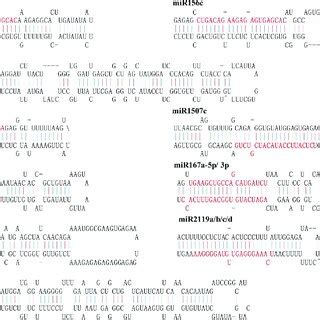 Predicted Hairpin Structures Of P Thomsonii MiRNA Precursors Mature