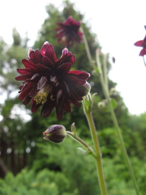 Аквилегия махровая Блэк Барлоу (Aquilegia Black Barlow)