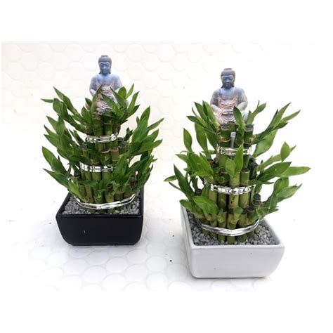 Lucky Bamboo 3 étage Small Vierkant Met Grind 3sv Floraxchange