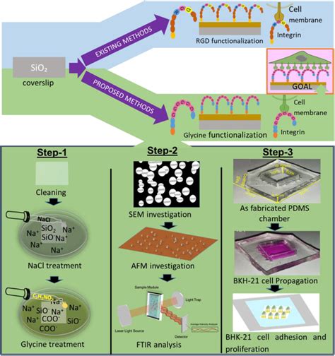 Schematic Illustrations Of Living Cell Adhesion And Proliferation On