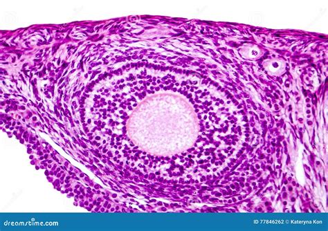 Micrograph Of Ovary Showing Primordial Primary And Secondary Follicles