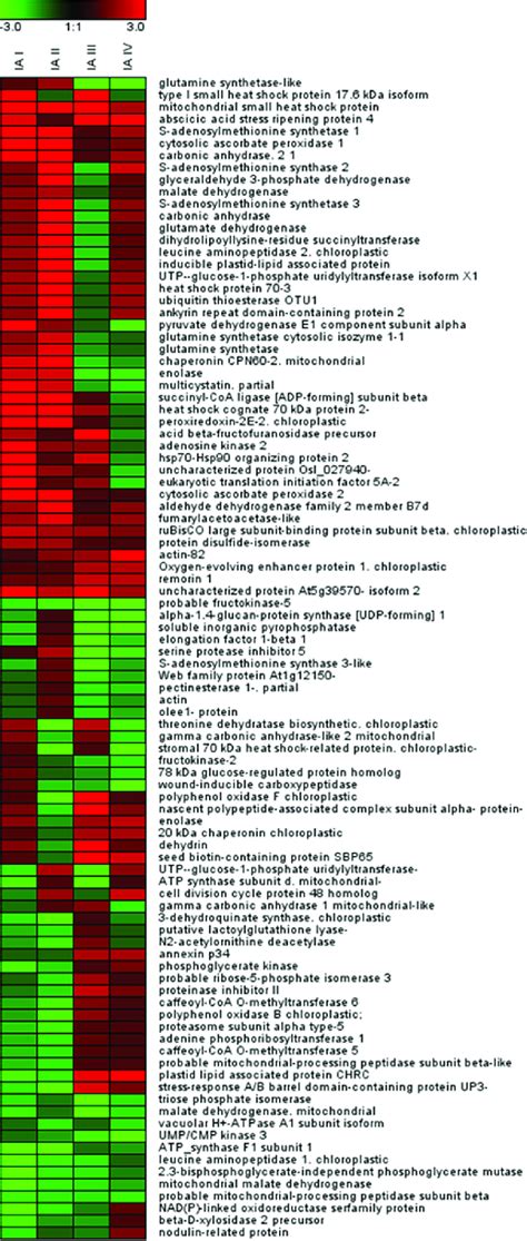 Heat Map Representation Of The Identified Proteins Fold Change Values