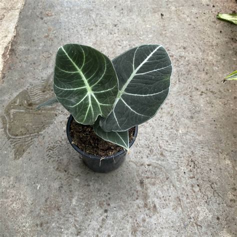 4″ Alocasia Black Velvet – The Plant Factory Wholesale Tropical Plants