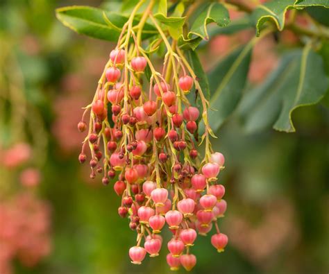 Try These 7 Fall Blooming Shrubs For Late Year Splendor | Gardening