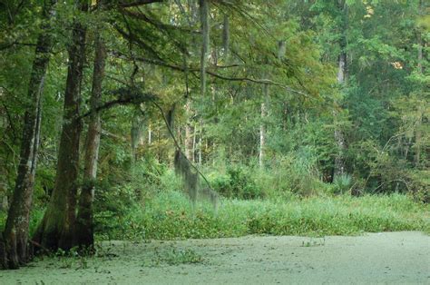 Swamp by Labadieville, LA....great fishing hole Louisiana Swamp, Fishing Hole, Virtual Field ...