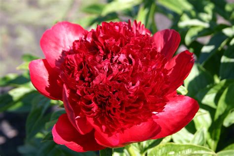 Red Charm – Parkland Peonies